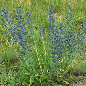 Vaste planten - Slangenkruid - Echium vulgare