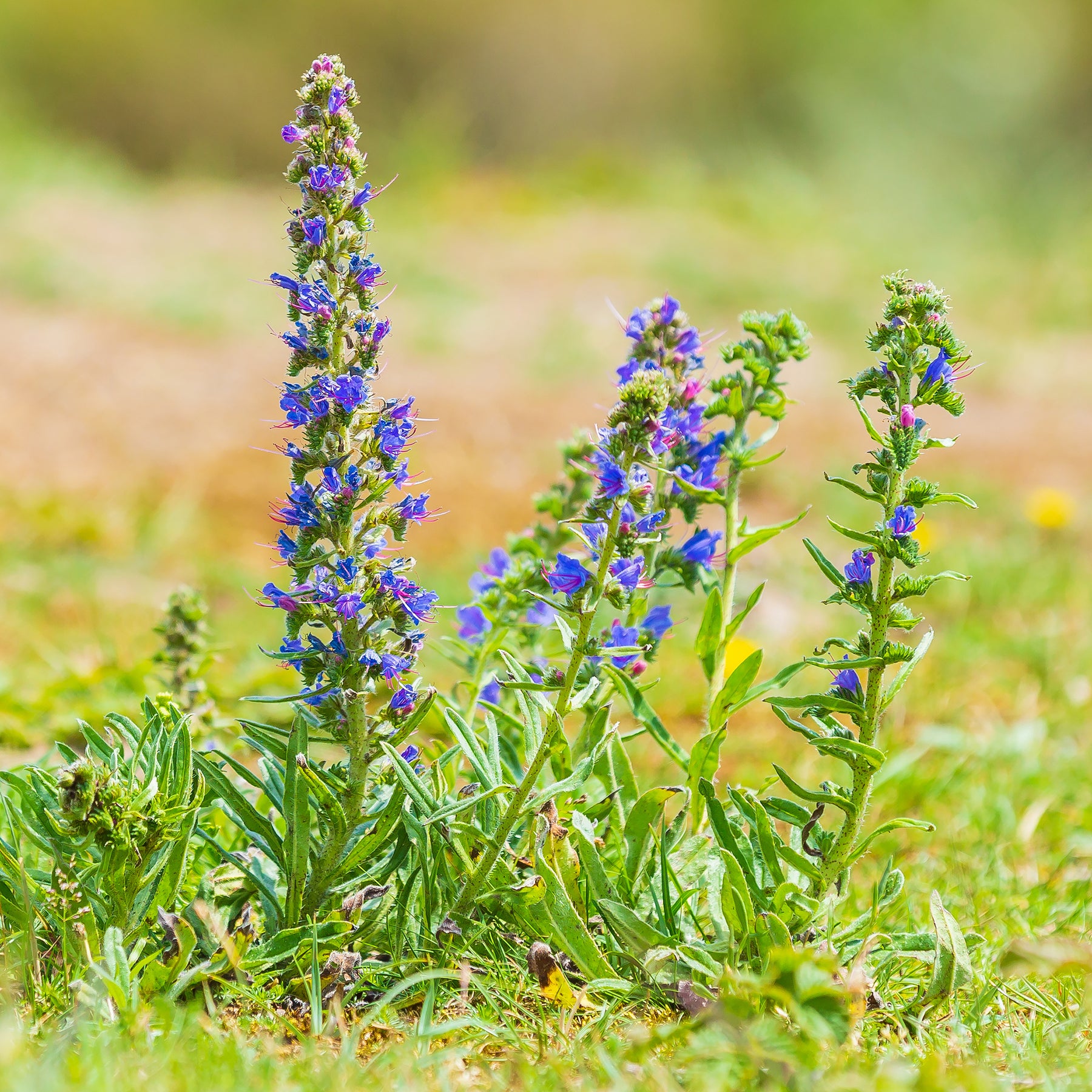 Verkoop Slangenkruid - Echium vulgare
