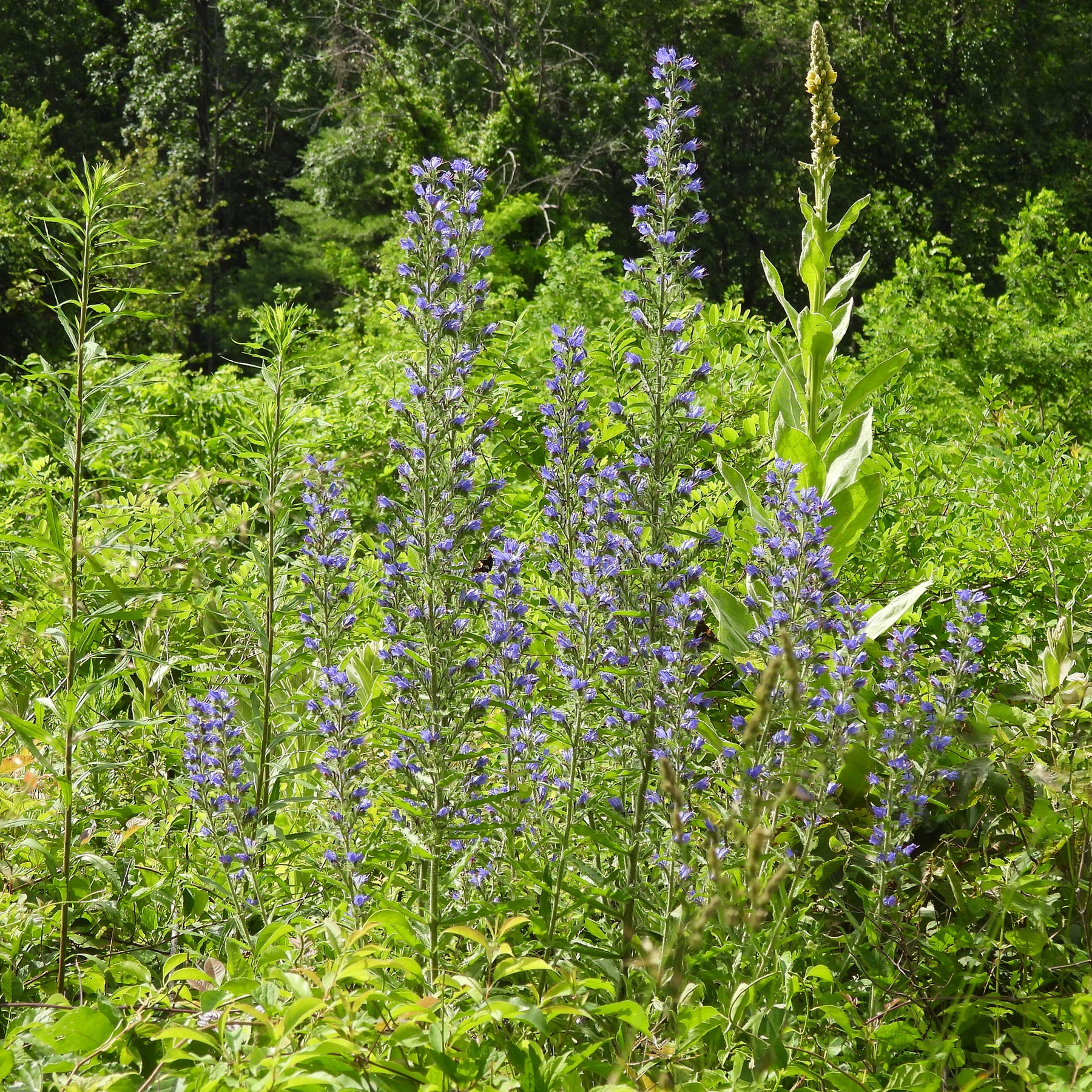 Slangenkruid - Echium vulgare - Willemse