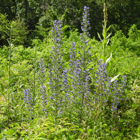 Slangenkruid - Echium vulgare - Willemse