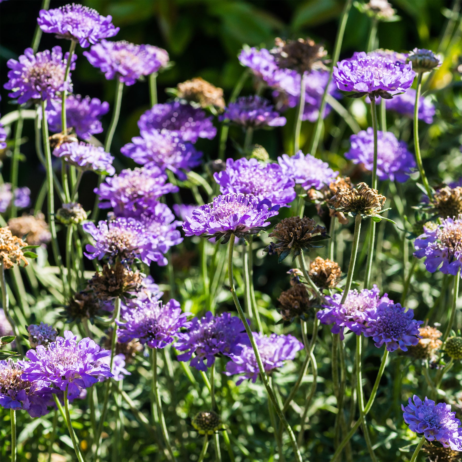 Scabiosa columbaria - Druifkruid - Schurftkruid
