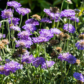 Scabiosa columbaria - Druifkruid - Schurftkruid