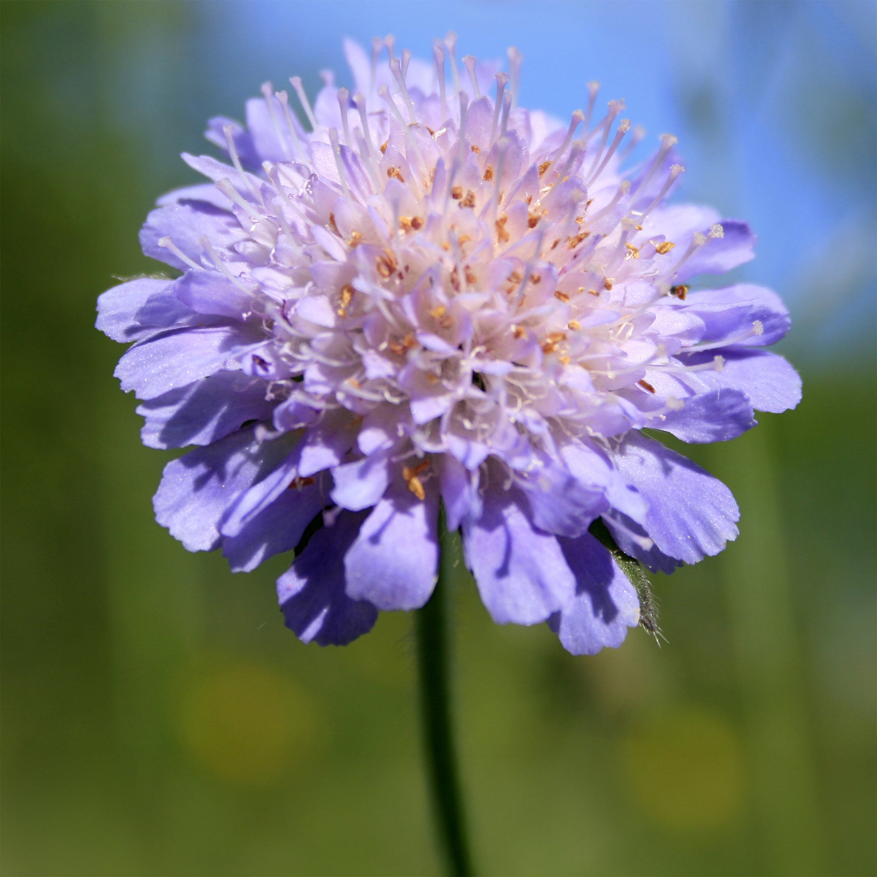 Verkoop Druifkruid - Scabiosa columbaria