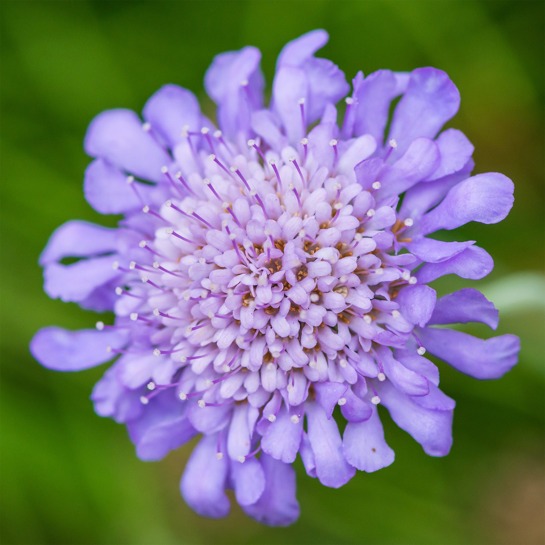 Schurftkruid - Druifkruid - Scabiosa columbaria