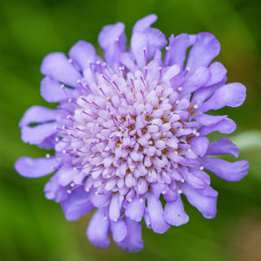 Schurftkruid - Druifkruid - Scabiosa columbaria