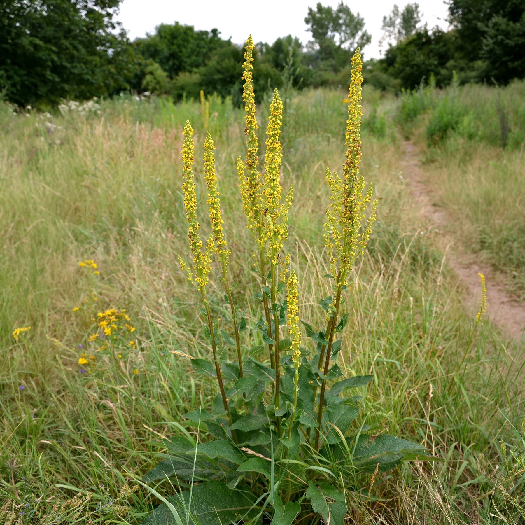 Zwarte toorts - Willemse