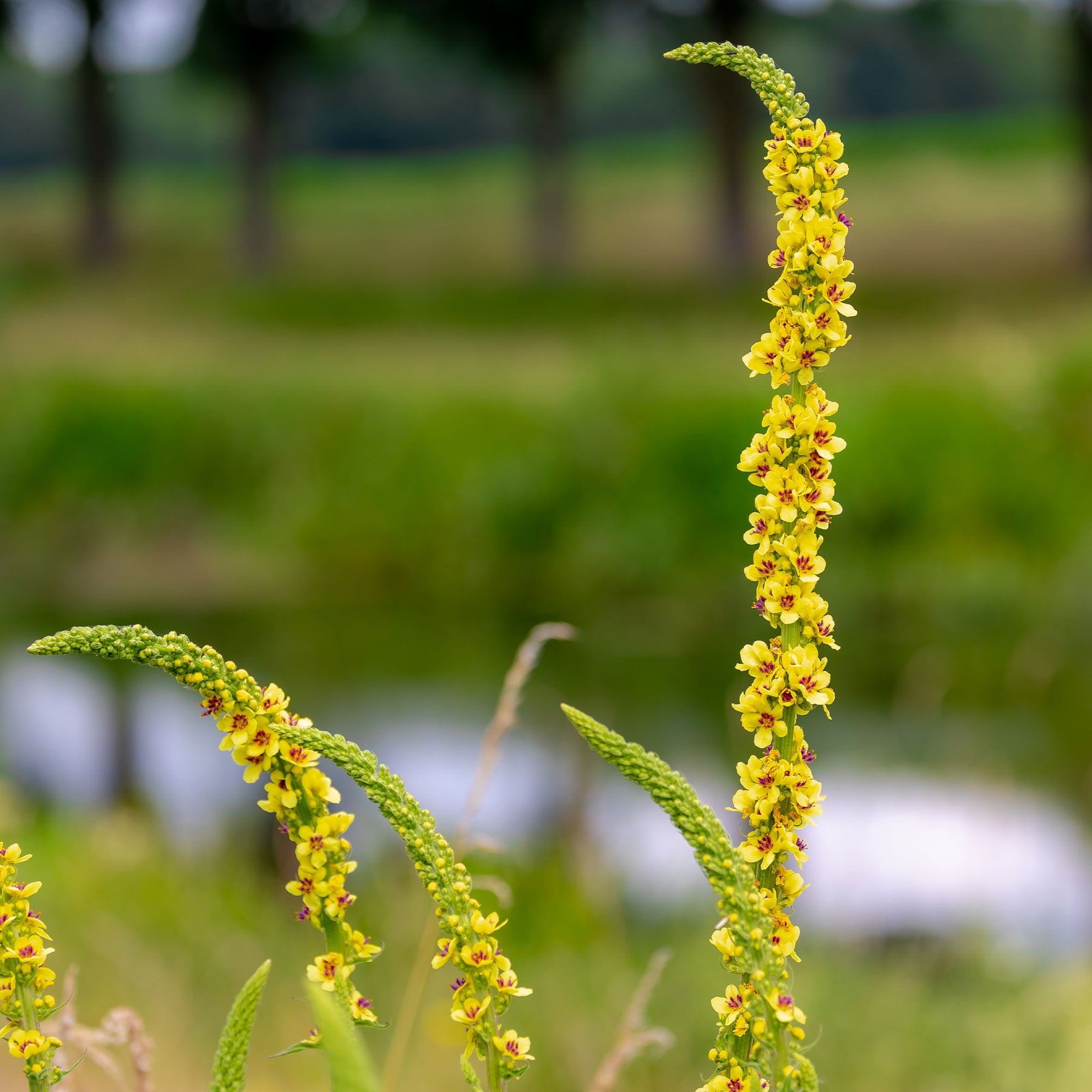Zwarte toorts - Verbascum nigrum - Willemse