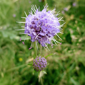 Wilde tuinplanten - Blauwe knoop - Succisa pratensis