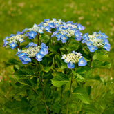 Hydrangea macrophylla teller blue - Boerenhortensia 'Teller' - Hortensia macrophylla