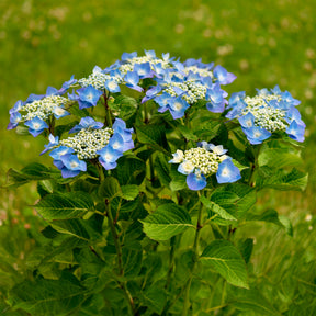 Hydrangea macrophylla teller blue - Boerenhortensia 'Teller' - Hortensia macrophylla