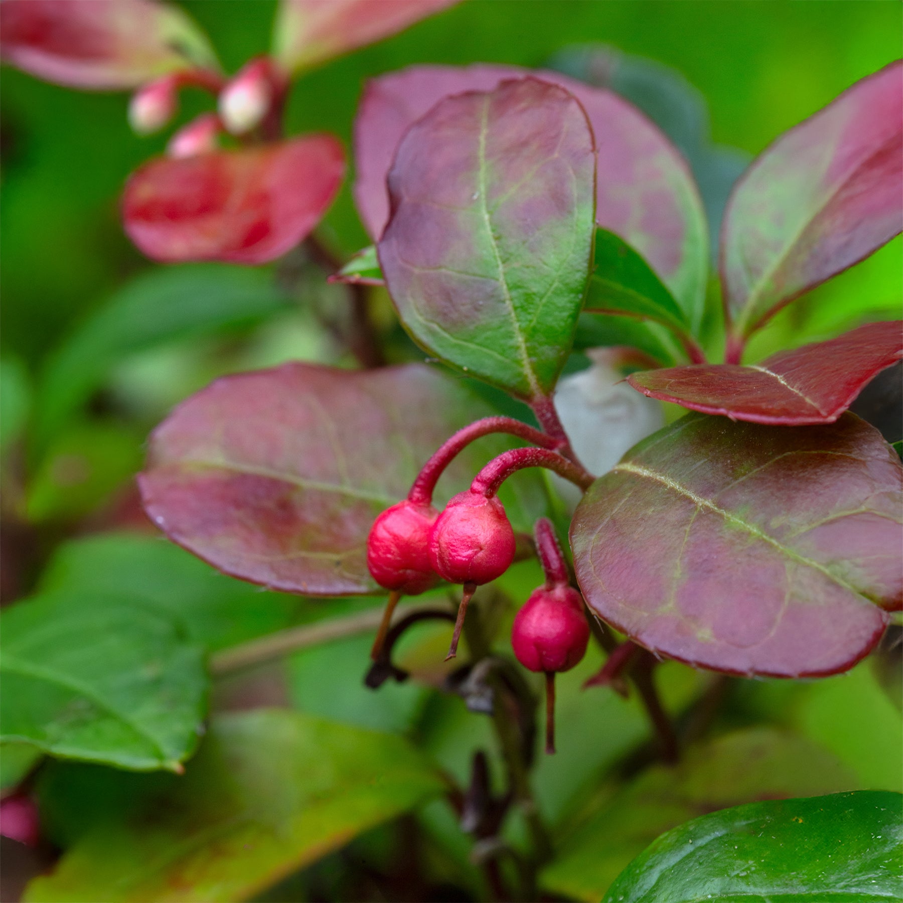 Gaultheria procumbens Big Berry - Bergthee 'Big Berry' - Bloeiende heesters