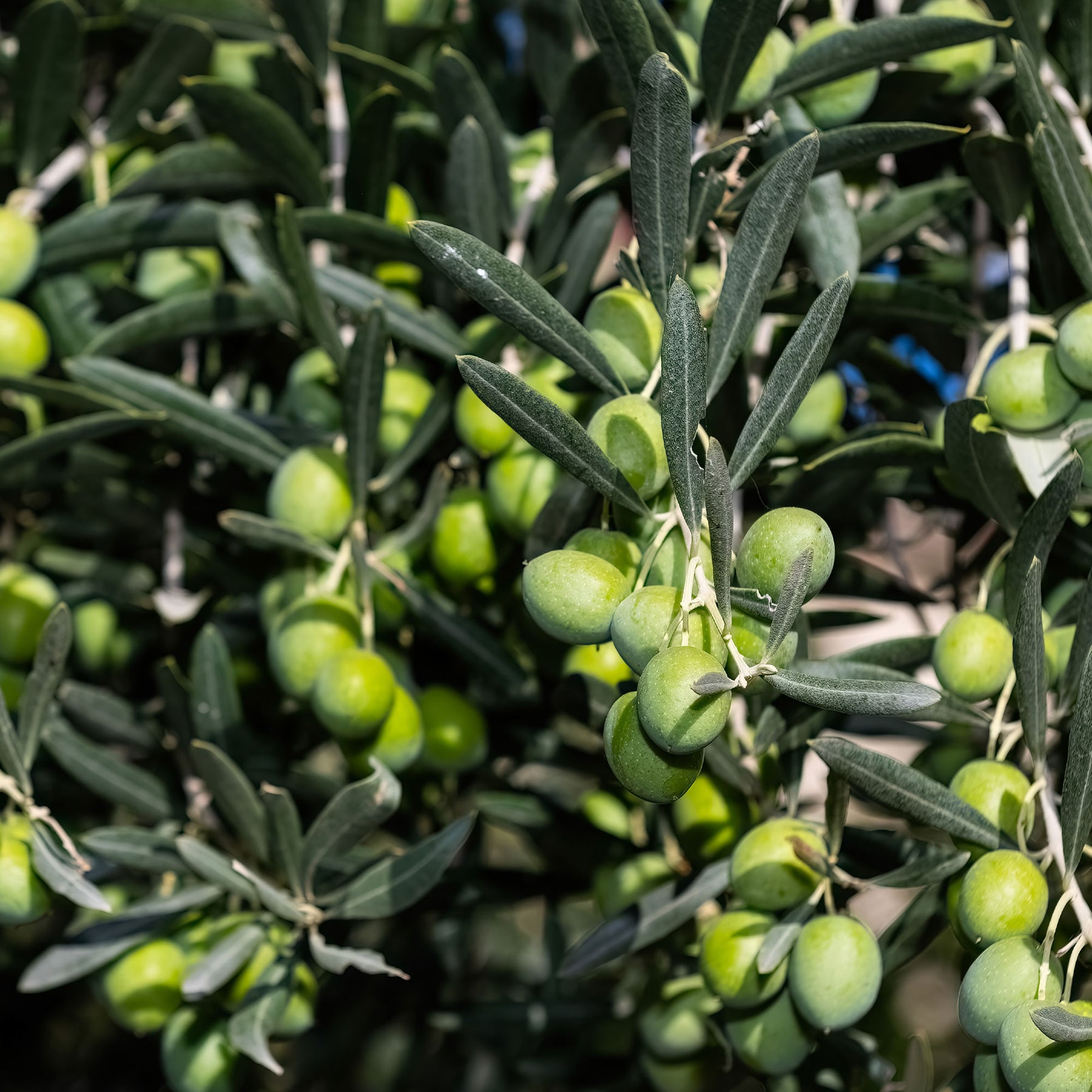 Verkoop Olijfboom - Olea europaea