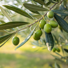 Olijfboom - Olea europaea - Willemse