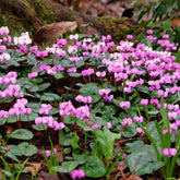 Cyclaam coum (x3) - Cyclamen coum - Willemse