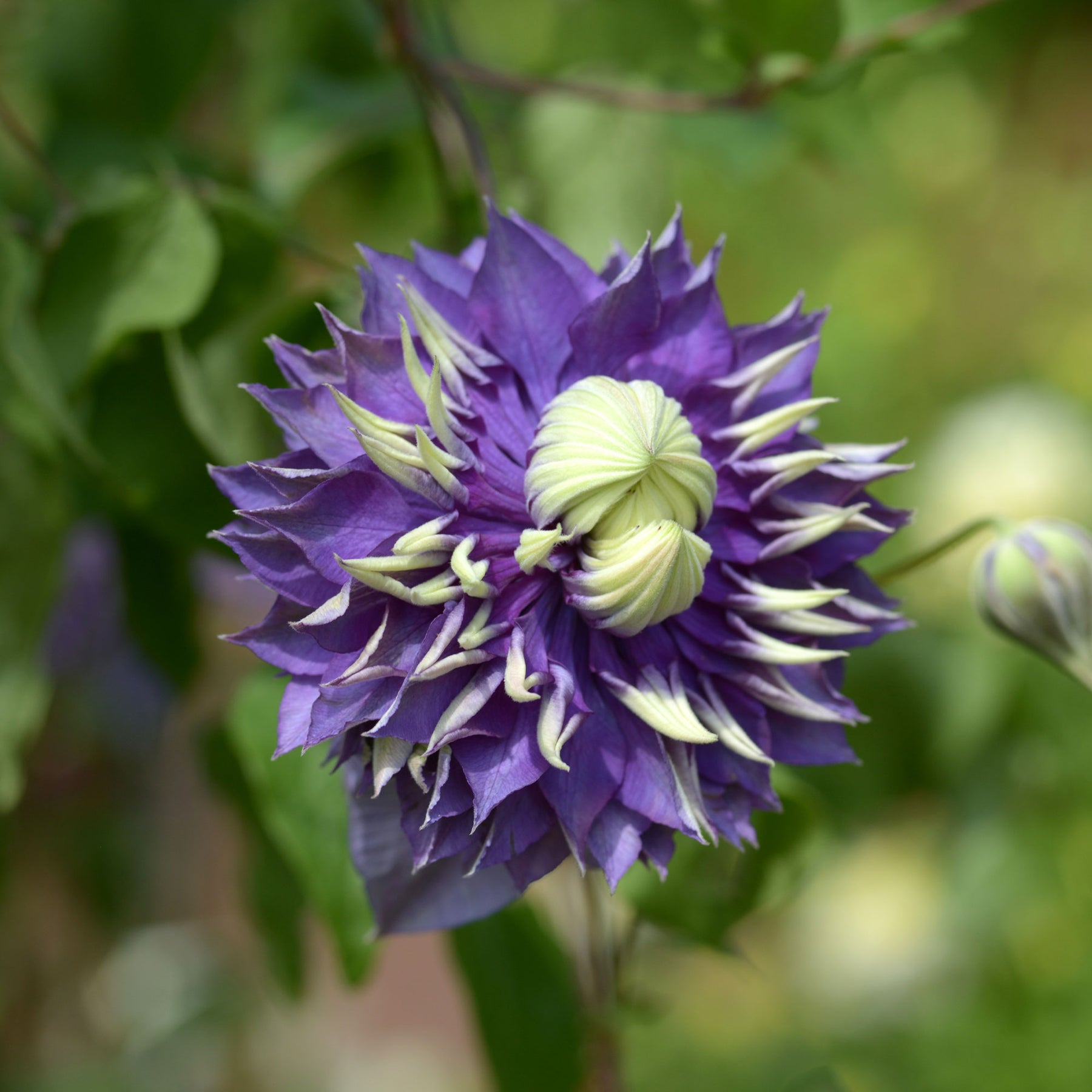 Bosrank 'Taiga' - Clematis Taïga - Willemse