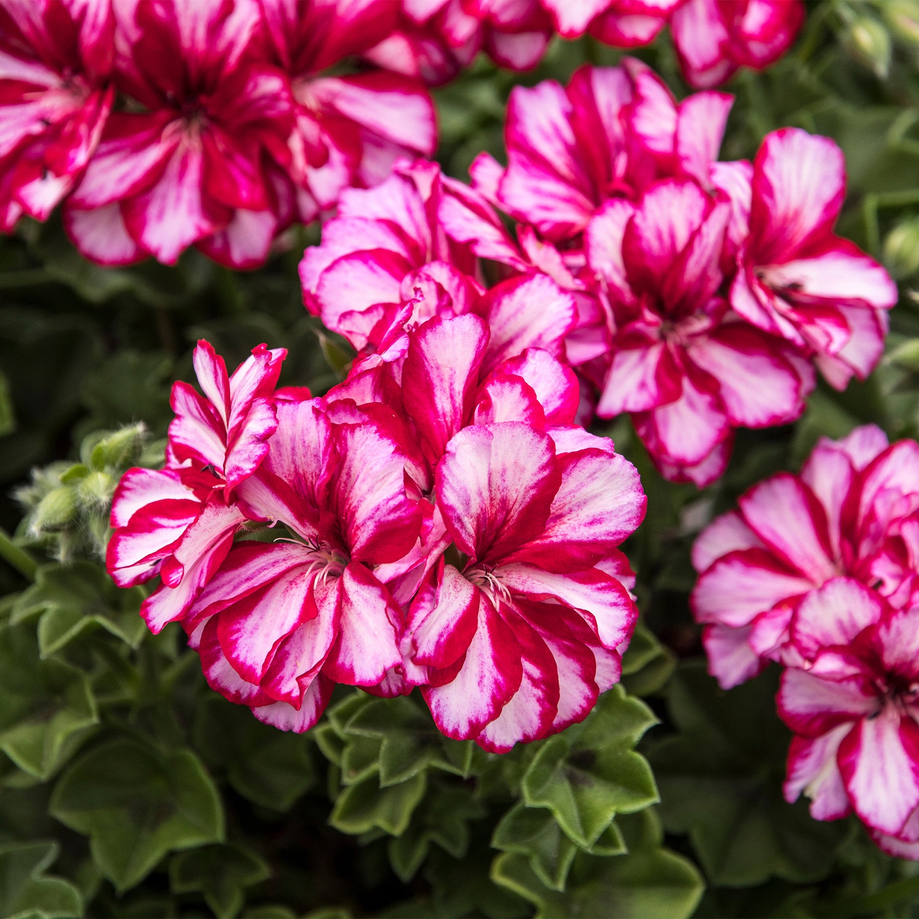 Klimgeranium bicolor (x3) - Willemse