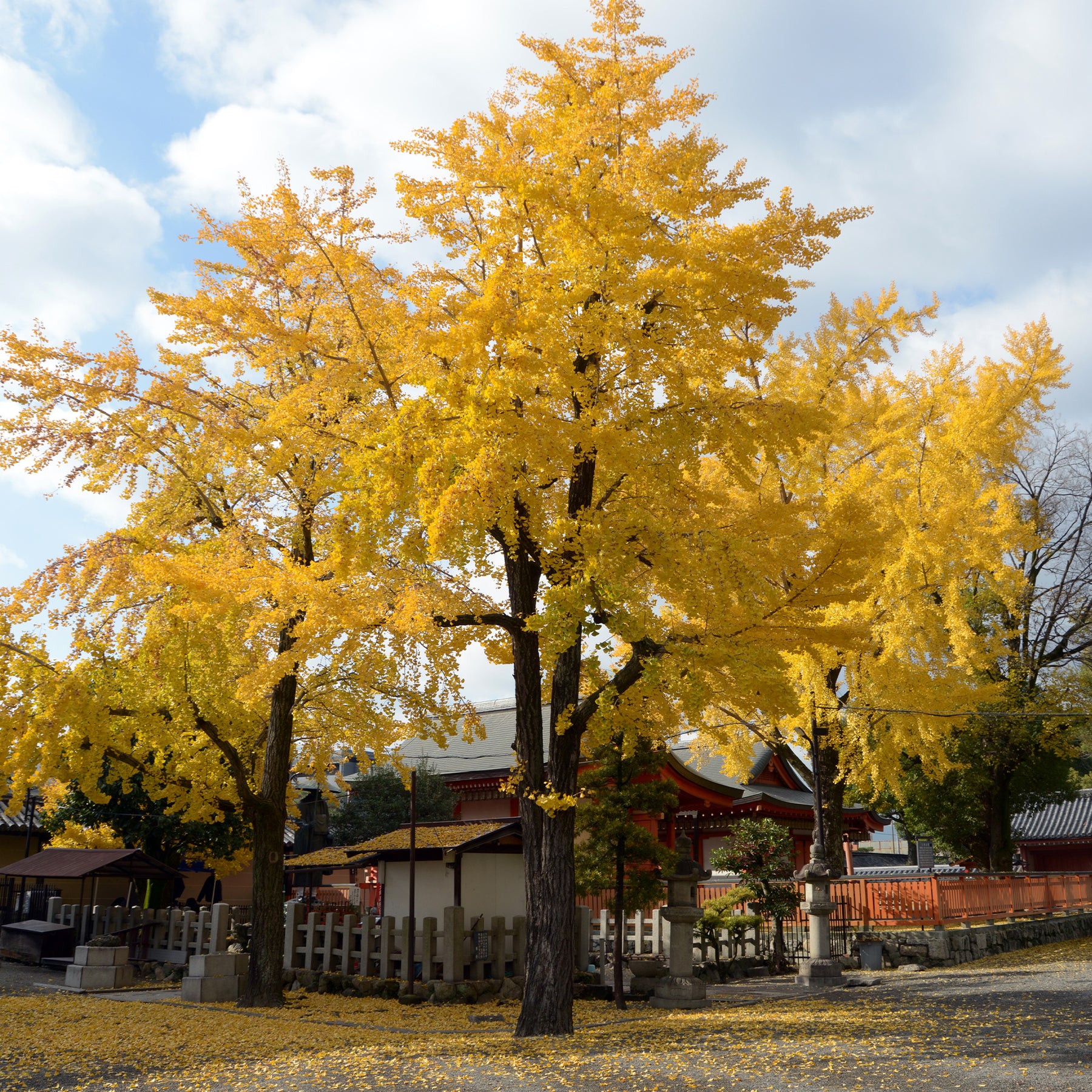Japanse notenboom - Ginkgo - Bloeiende heesters - Willemse