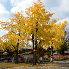 Japanse notenboom - Ginkgo - Bloeiende heesters - Willemse