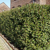 Portugese laurier 'Angustifolia' (x3) - Prunus lusitanica angustifolia - Willemse