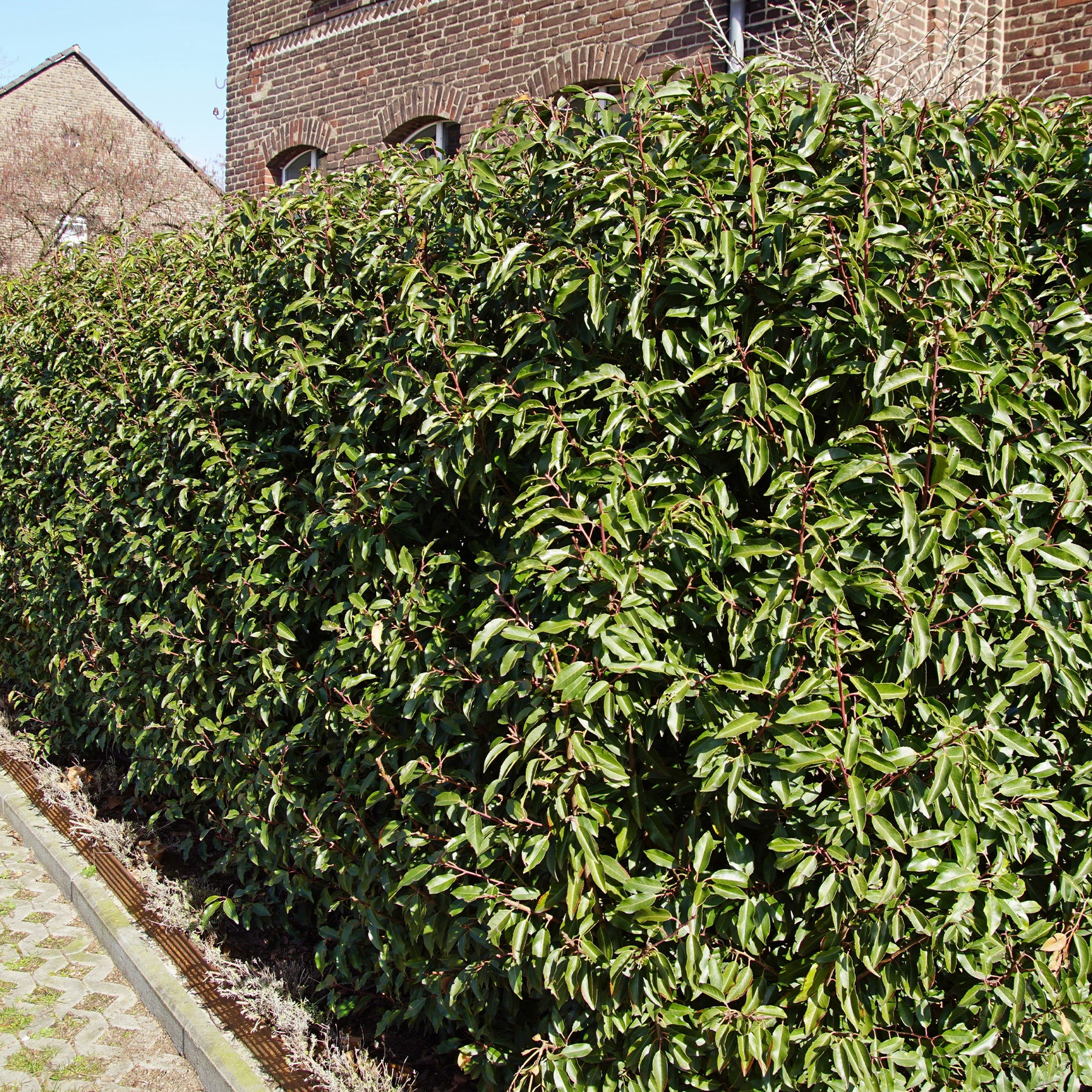 Portugese laurier 'Angustifolia' (x3) - Prunus lusitanica angustifolia - Willemse