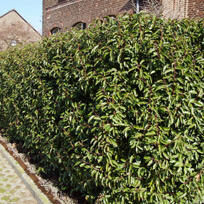 Portugese laurier 'Angustifolia' (x3) - Prunus lusitanica angustifolia - Willemse
