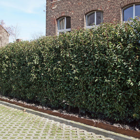 Portugese laurier 'Angustifolia' (x3) - Willemse