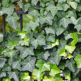 Klimop Hedera helix - Hedera helix - Willemse