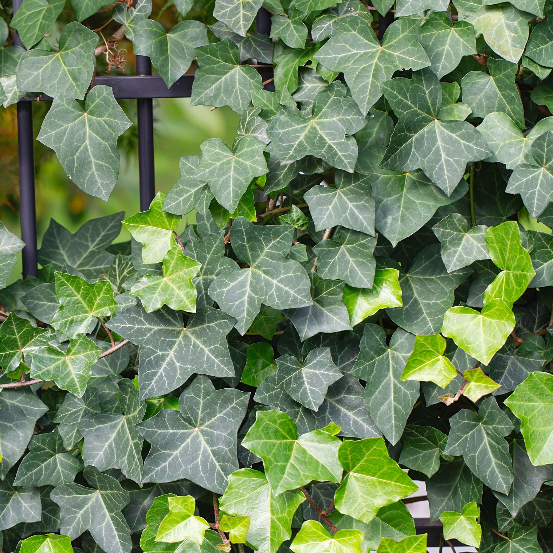 Klimop Hedera helix - Hedera helix - Willemse