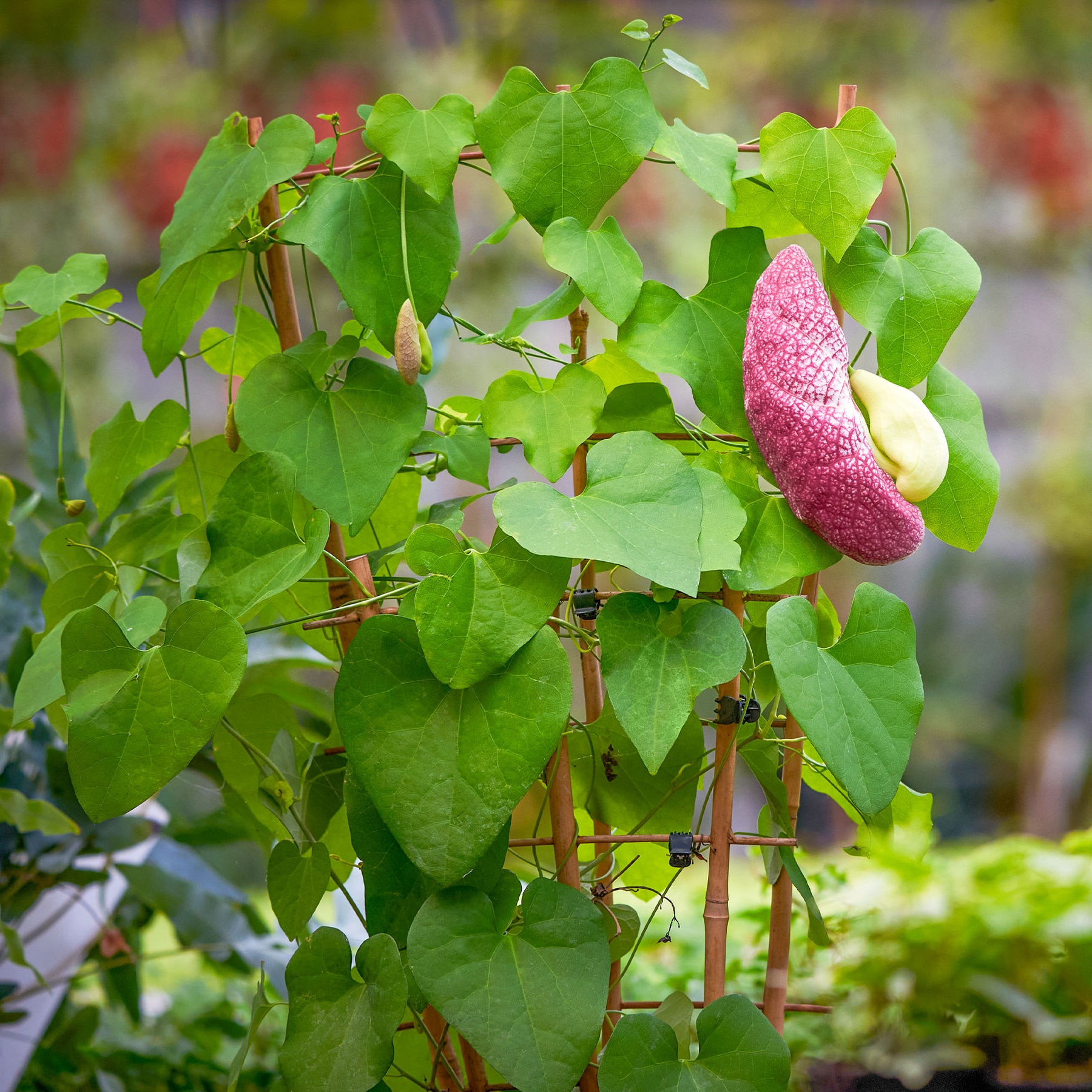 Klimplanten - Duitse pijp - Aristolochia macrophylla