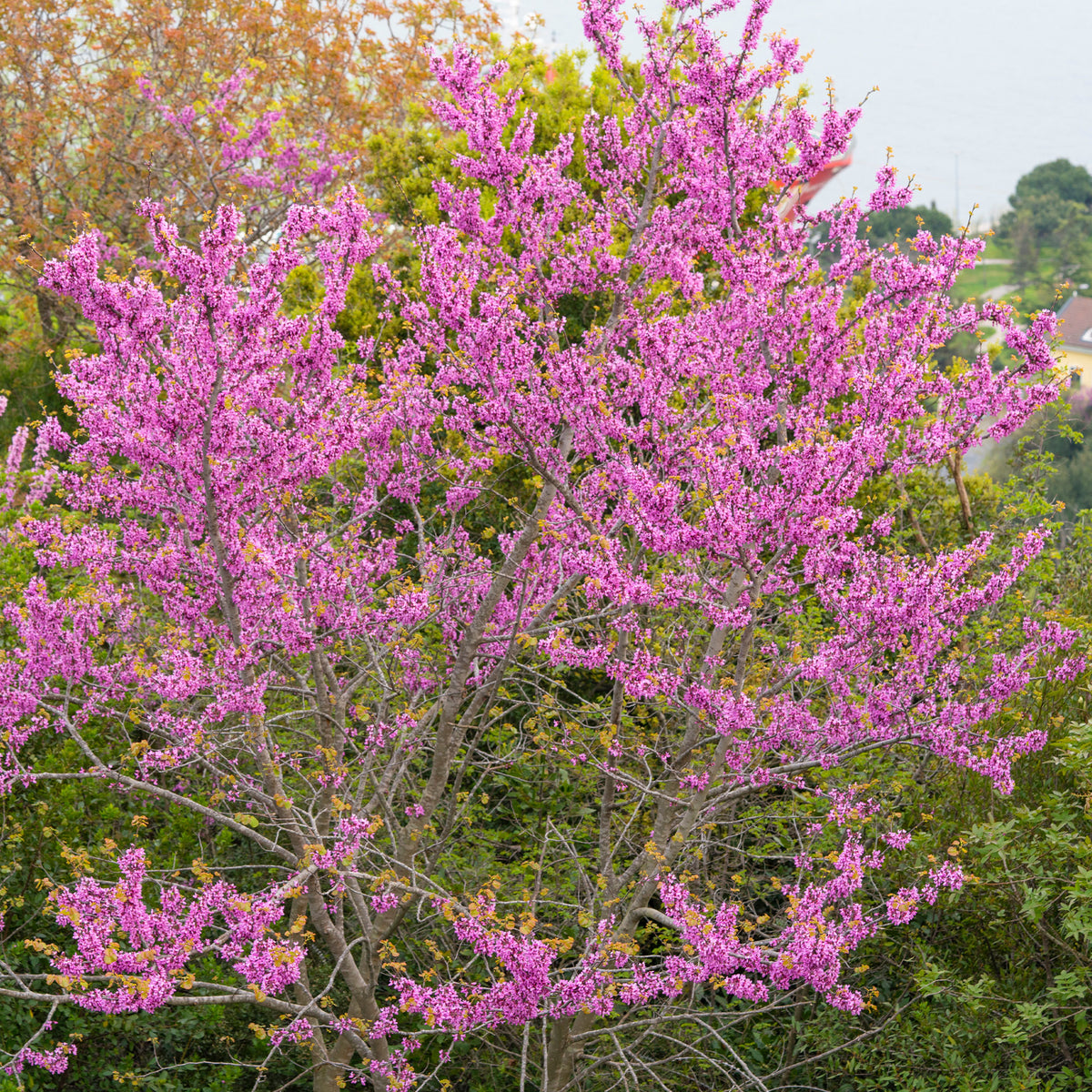 Judasboom Voor Voorjaarsbloei In De Tuin Willemse Judasboom Voor Voorjaarsbloei In De Tuin Willemse