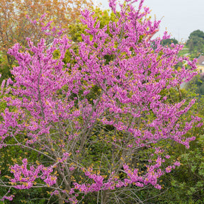 Verkoop Judasboom - Cercis siliquastrum