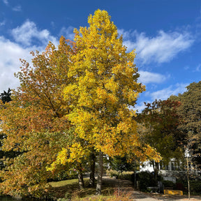 Tulpenboom - Willemse