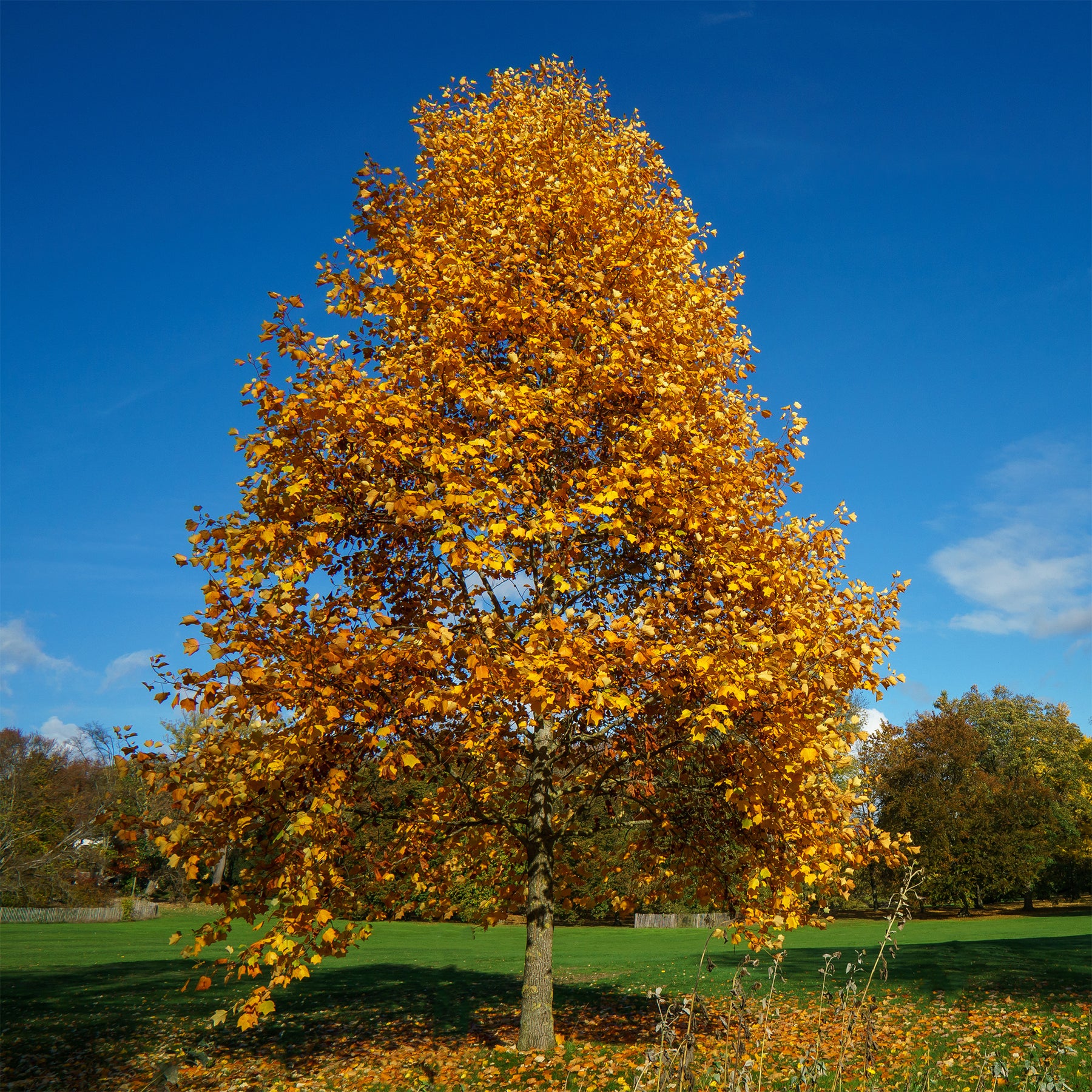Tulpenboom - Bloeiende bomen - Willemse