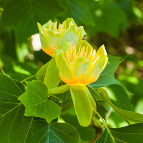 Verkoop Tulpenboom - Bloeiende bomen