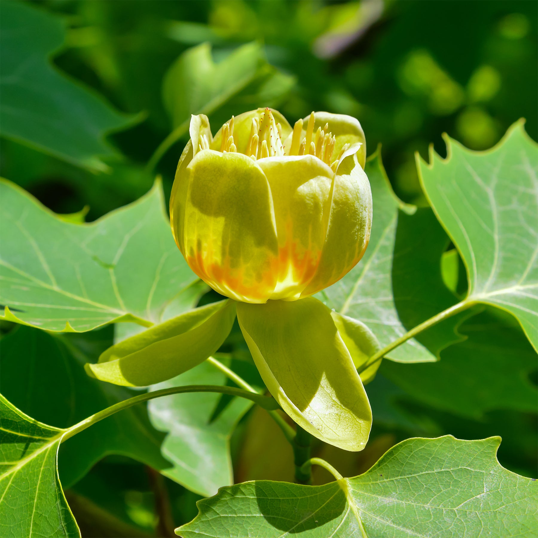 Bloeiende bomen - Tulpenboom - Liriodendron tulipifera danny