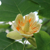 Liriodendron tulipifera danny - Tulpenboom - Bloeiende bomen