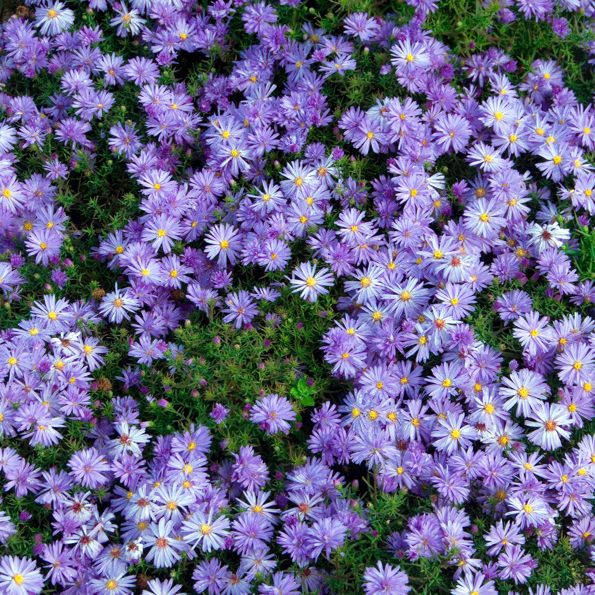 Herfstaster 'Lady in Blue'