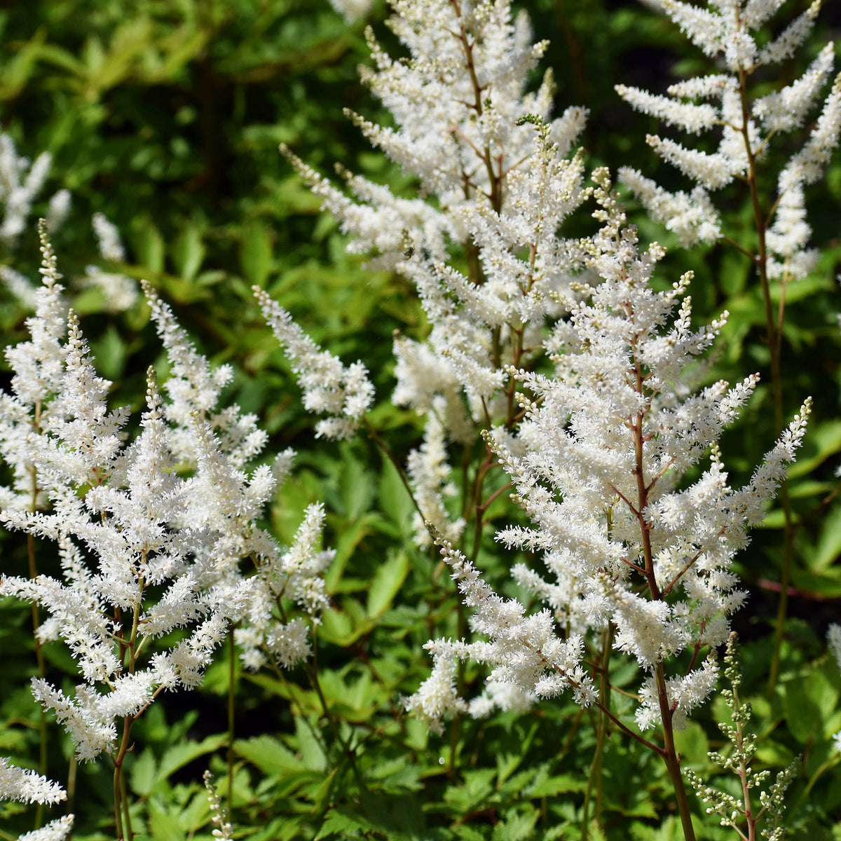 Astilbe - Pluimspirea - Pluimspirea 'Brautschleier' - Astilbe x arendsii Brautschleier