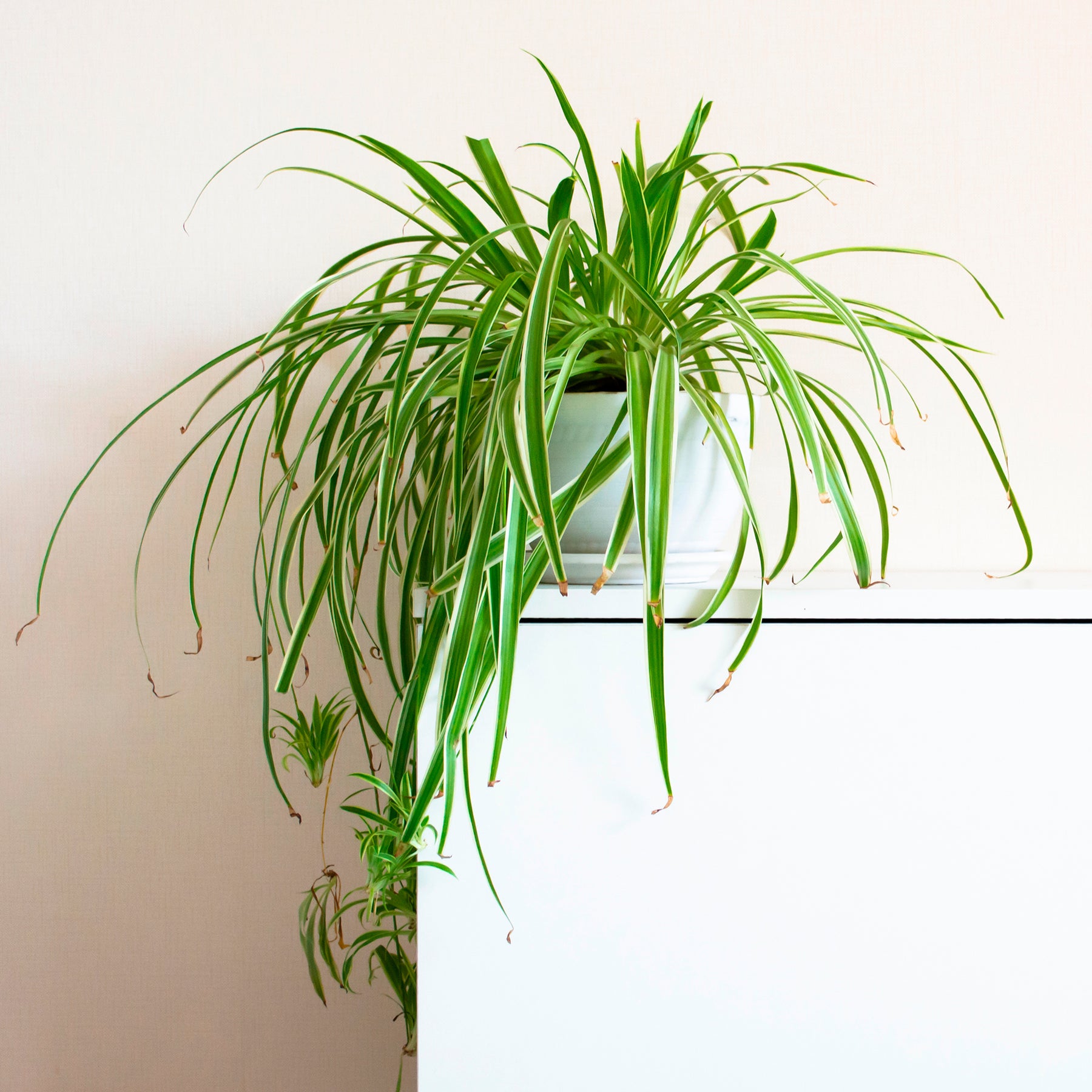 Graslelie 'Vittatum' - Willemse