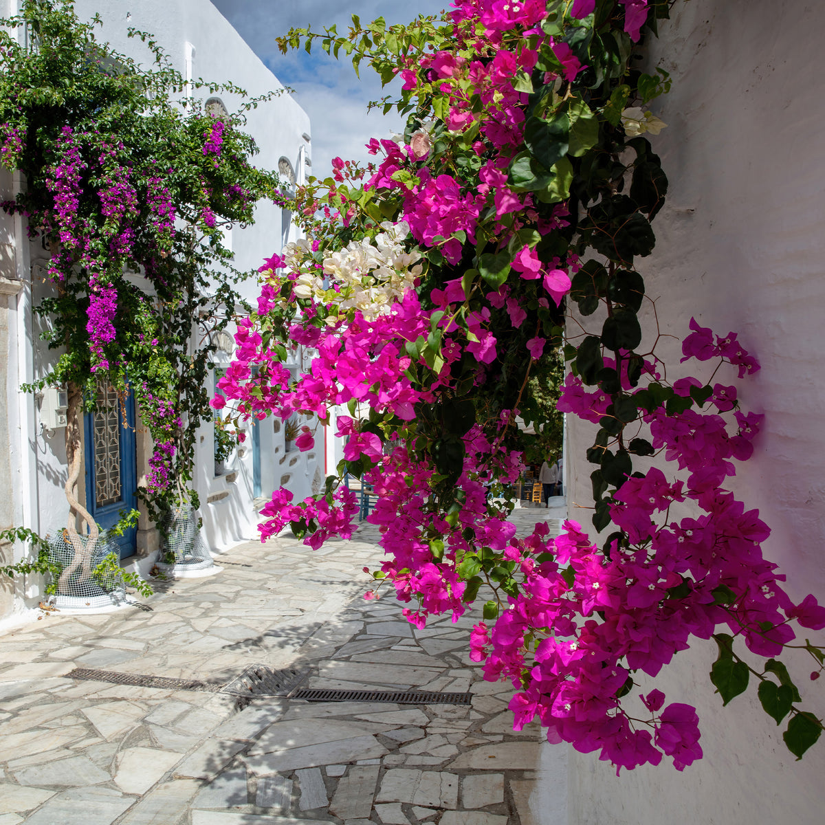 Bougainville - Roze bougainville - Bougainvillea pink