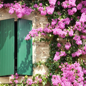 Bougainvillea pink - Roze bougainville - Bougainville
