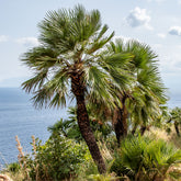 Chamaerops humilis - Europese dwergpalm 3 Liter pot - Palmen
