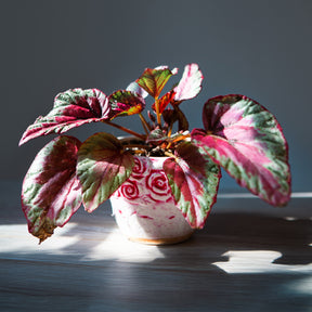 Bladbegonia 'Maui Sunset' - Willemse