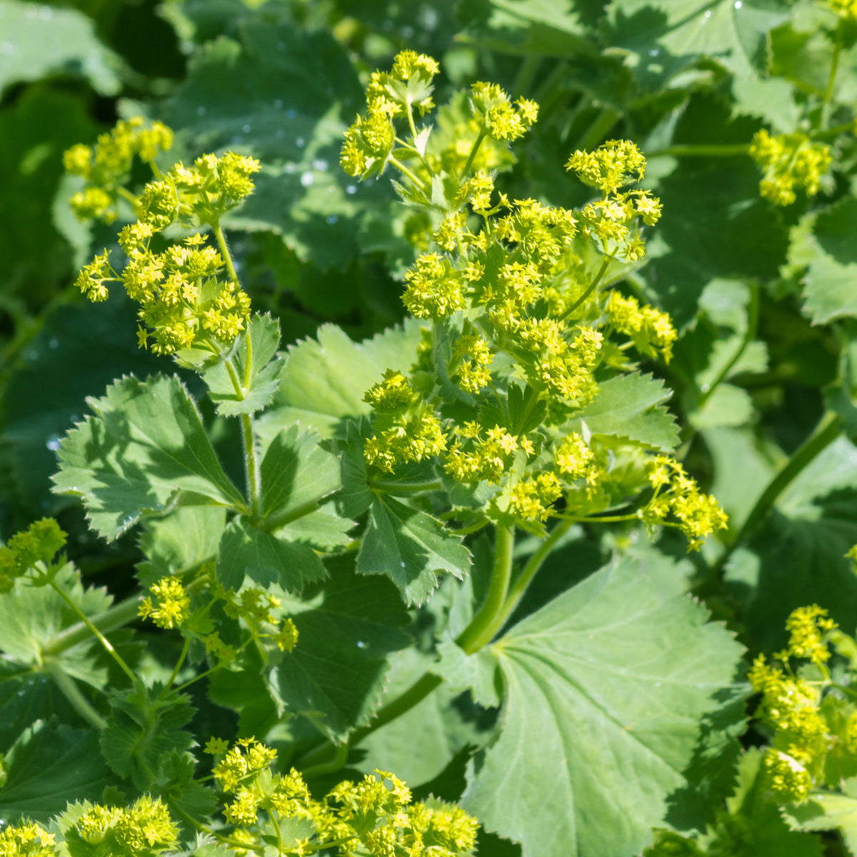 Vrouwenmantel (x3) - Alchemilla mollis - Willemse