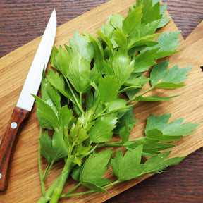 Levisticum officinalis - Maggieplant - Kruidenplanten
