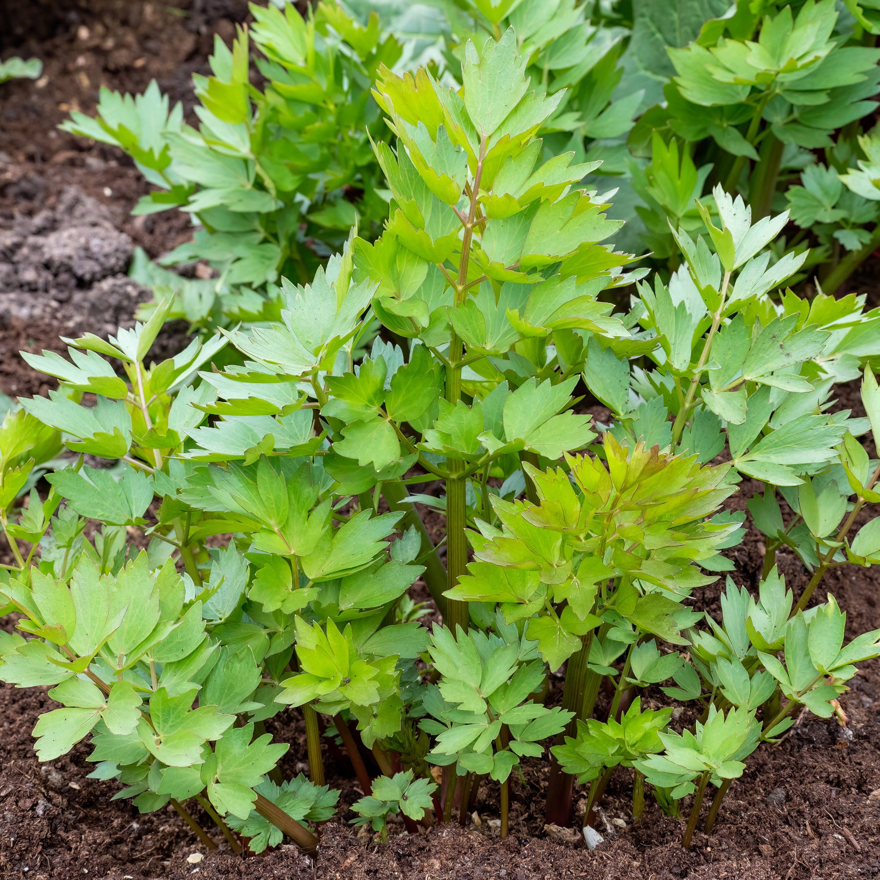 Maggieplant - Levisticum officinalis - Willemse
