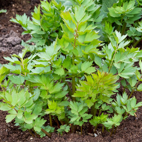 Maggieplant - Levisticum officinalis - Willemse