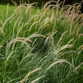 Pennisetum orientale Fairy Tails - Lampenpoetsersgras 'Fairy Tails' - Pennisetum