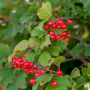 Gelderse roos 'Roseum'