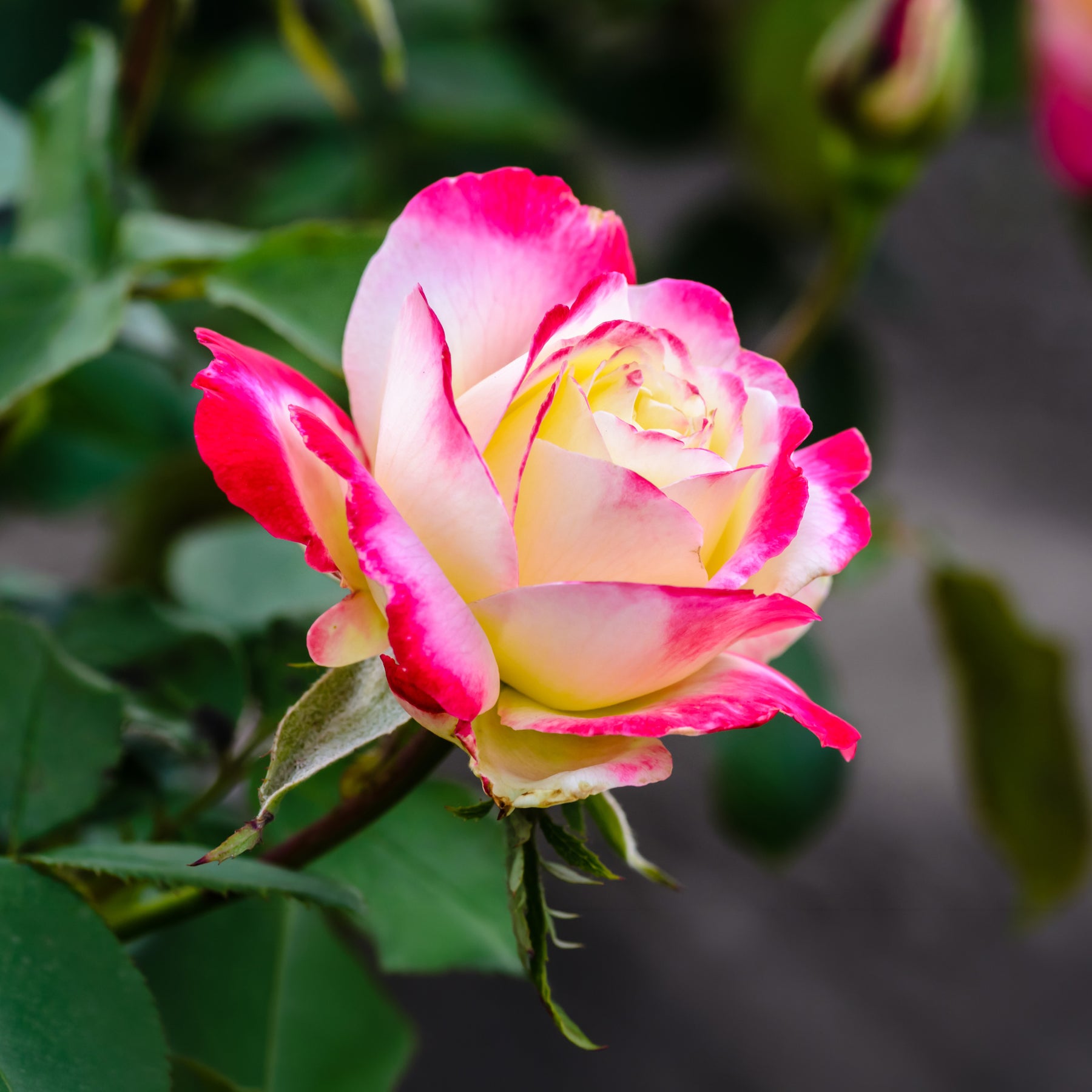 Rosa Double Delight - Grootbloemige roos 'Double Delight' - Rozen